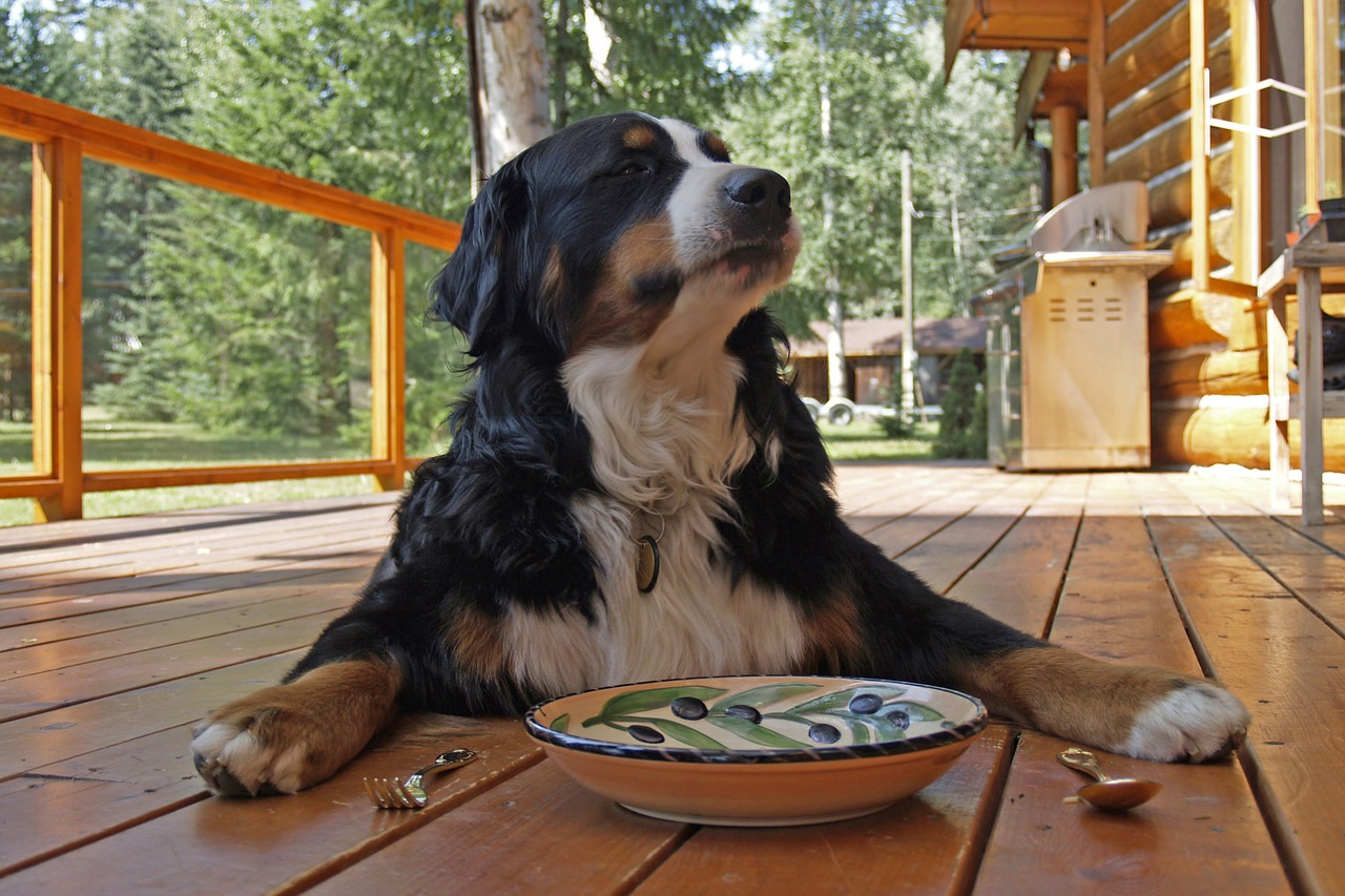 dicas sobre alimentação natural para cães