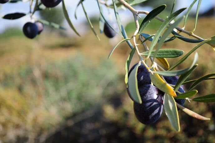 o que é azeite de oliva